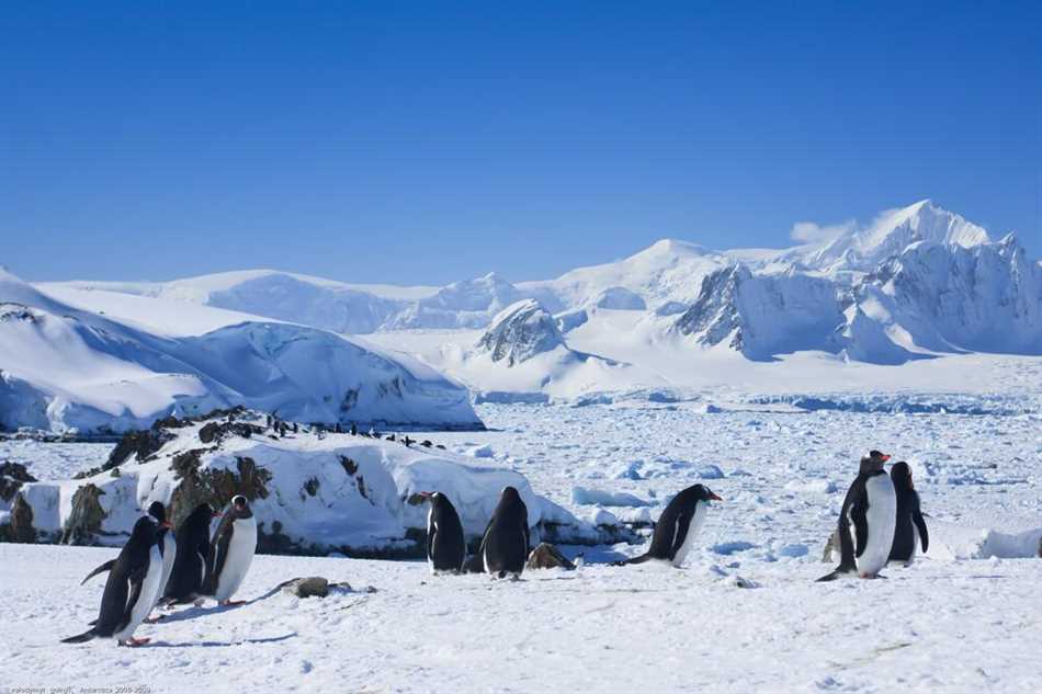 Есть ли жизнь на Антарктиде?