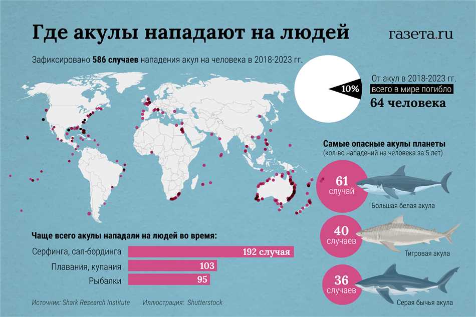 Акулы в США: где водится больше всего этих таинственных хищников?