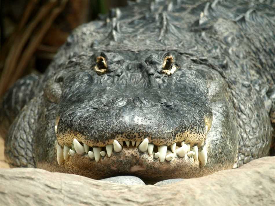 Крокодилы, обитающие близко к населенным пунктам