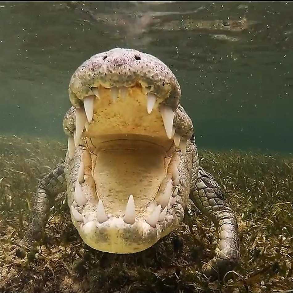 Опасности, связанные с крокодилами
