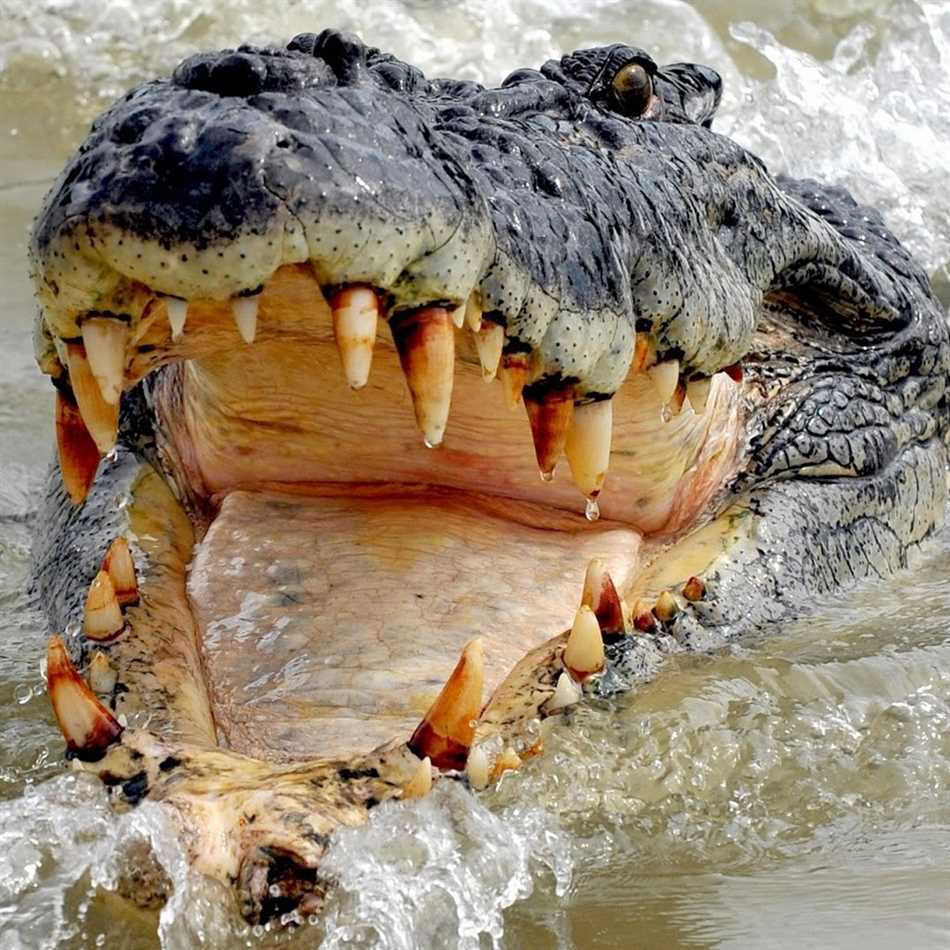 Встречи с крокодилами в дикой природе