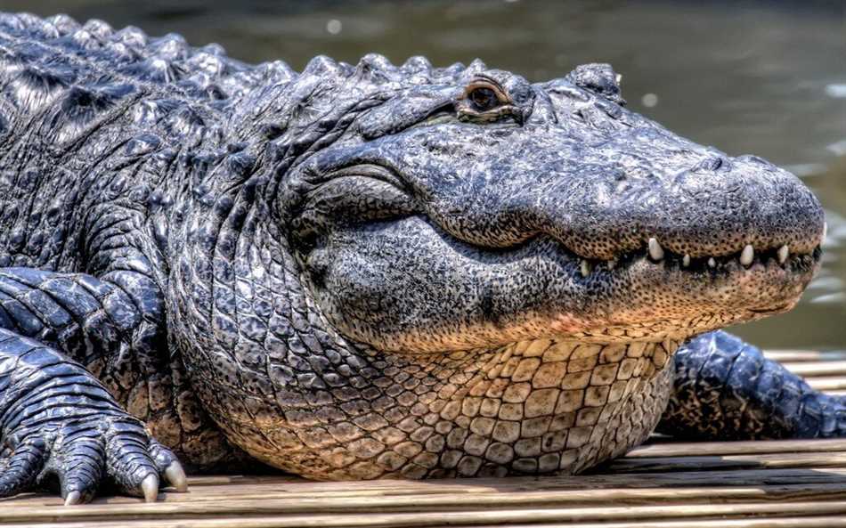 Распространение крокодилов
