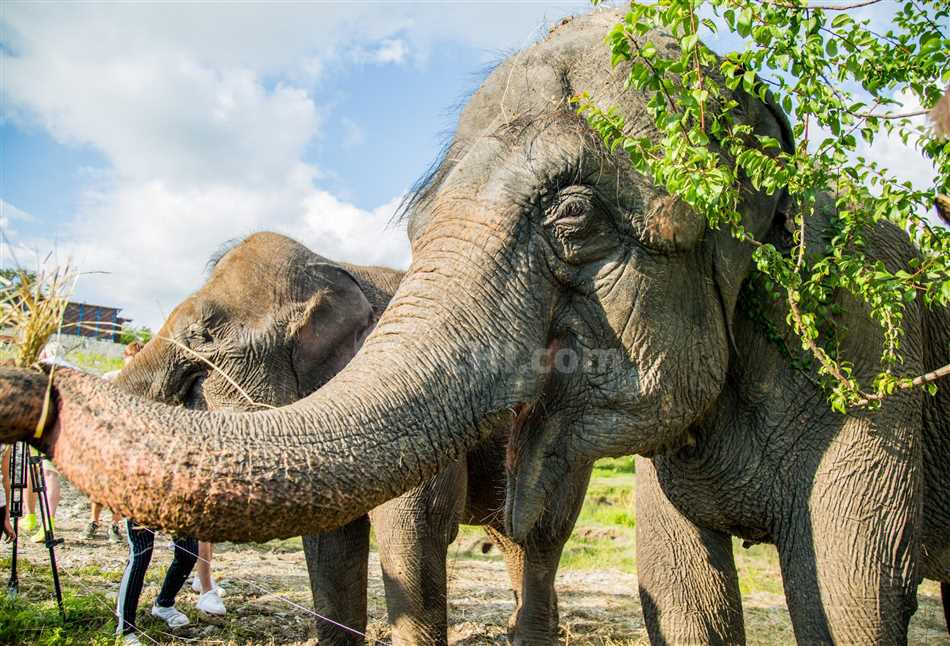 Какие зоопарки и сафари-парки позволяют увидеть слонов без хобота?