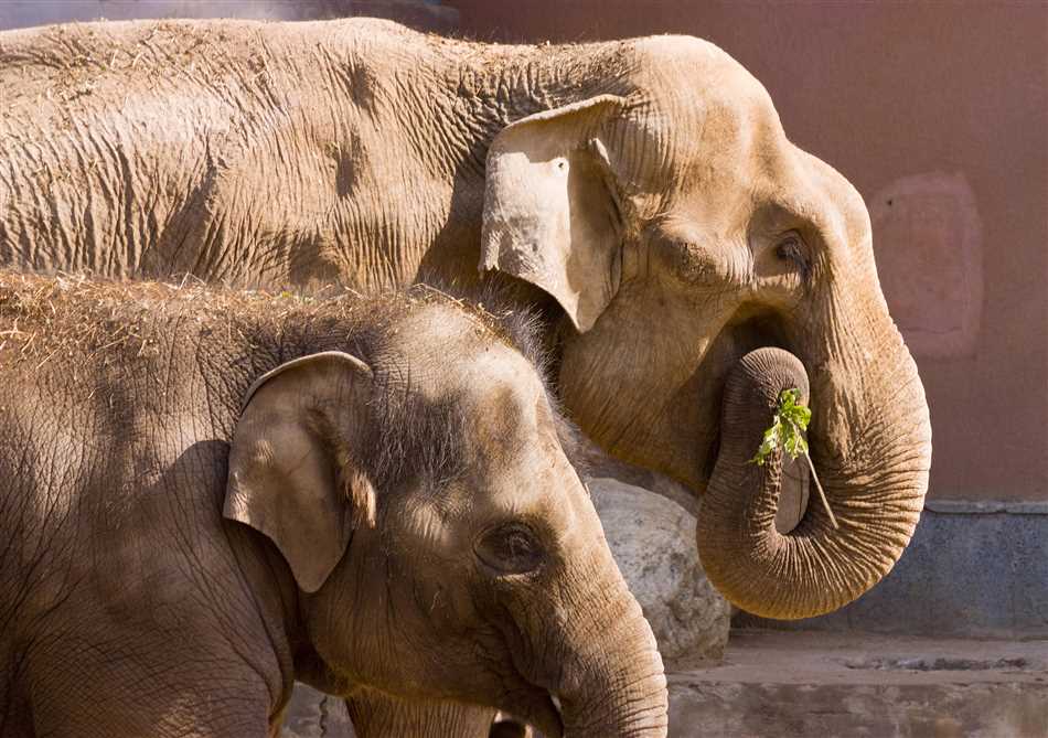 Где можно увидеть слона без хобота?