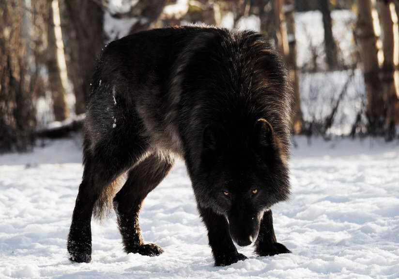 Где обычно живут волки с чёрной шерстью?