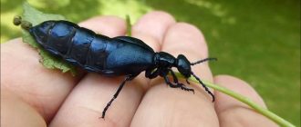 Места обитания жука майка: где можно встретить этого интересного насекомого