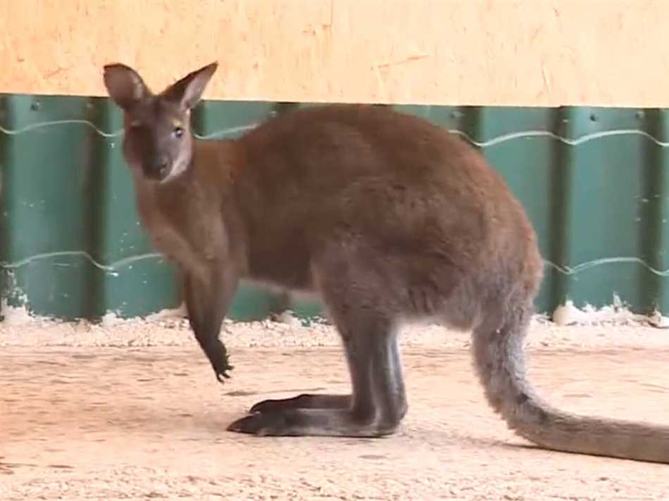 Особенности проживания кенгуру в Австралии