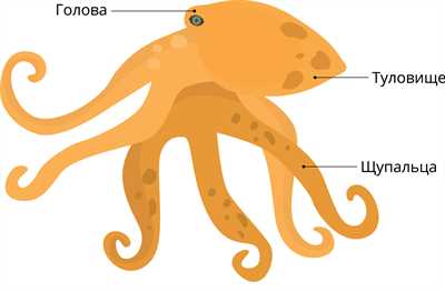Характеристики щупалец осьминога