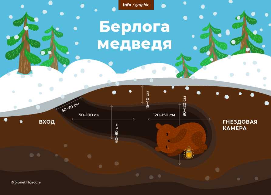 Где спят медведи зимой?