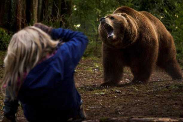 Медведи в Новосибирской области: где они обитают?