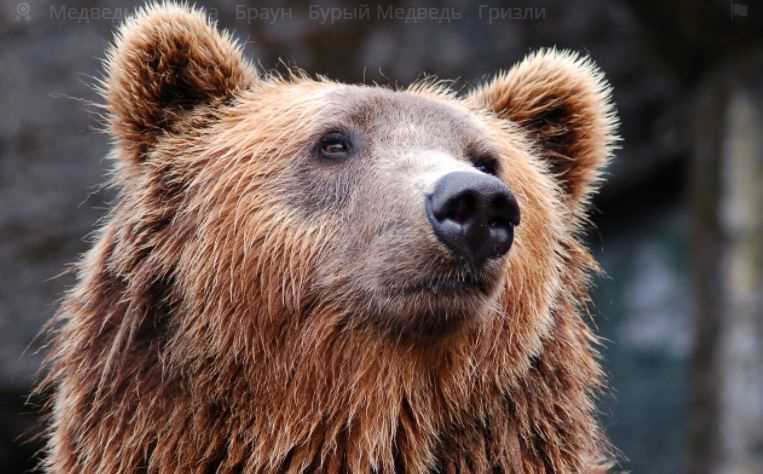 Где в Новосибирской области водятся медведи?