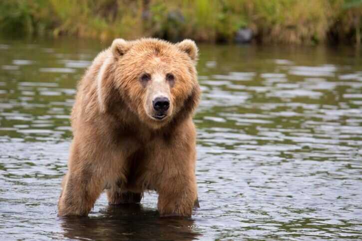Медведи в Сибири и на Дальнем Востоке