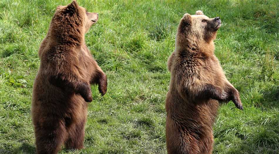 Где всех больше медведей в России?