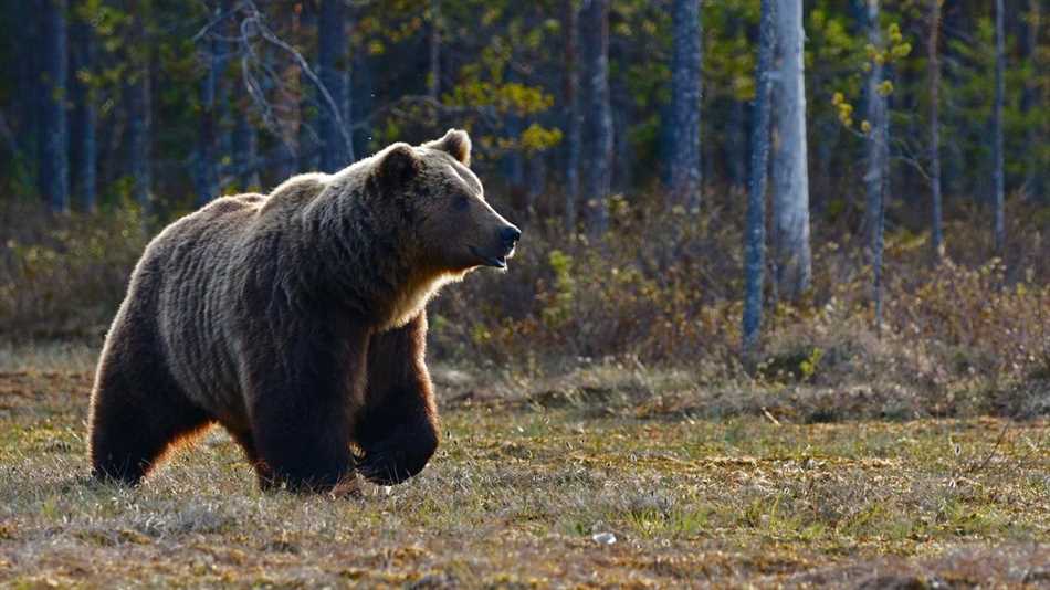 Где живет бурый медведь в Северной Америке?