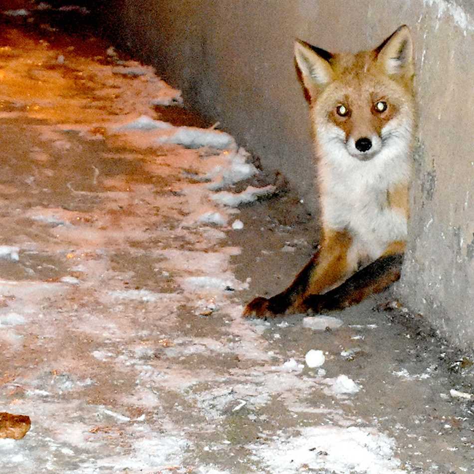 Где живет лиса зимой?