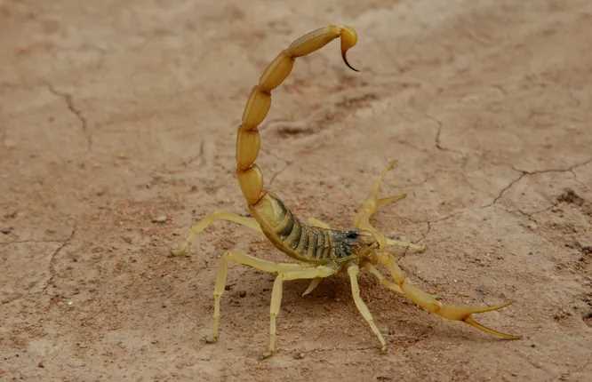 Где живёт самый ядовитый скорпион?