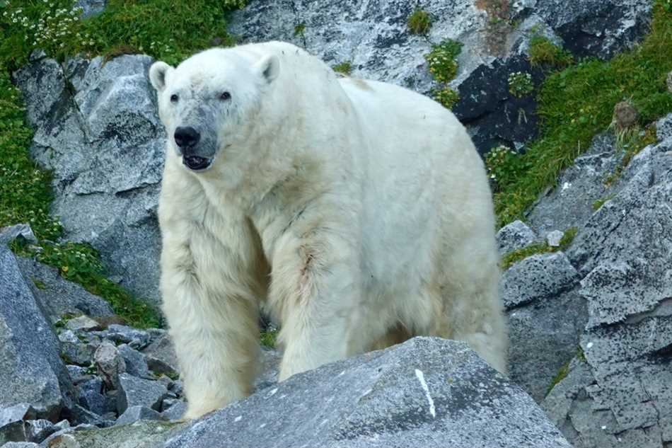 Жизнь белых медведей в Северном полушарии
