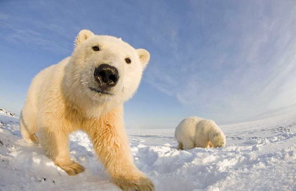 Арктический регион: основной ареал белых медведей