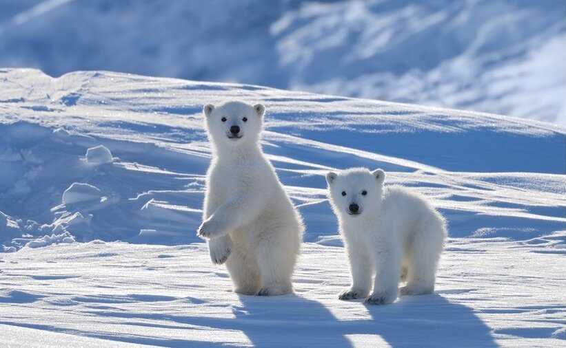 Где живут белые медведи в Антарктиде?