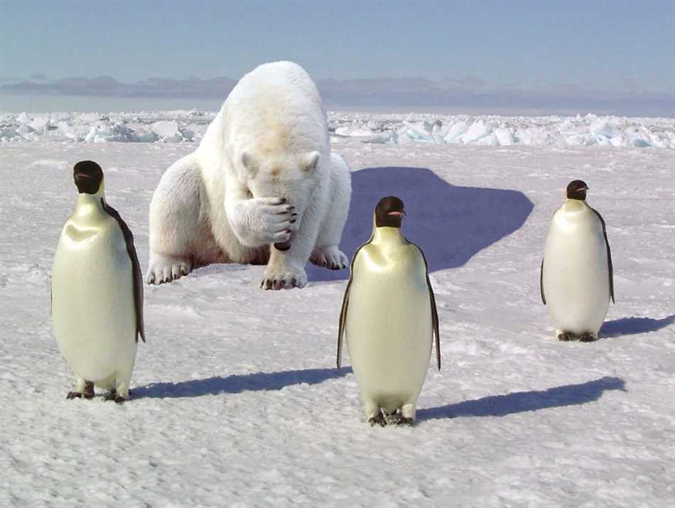 Где живут пингвины на каком полюсе и белые медведи?
