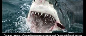 Интересные факты о белой акуле
