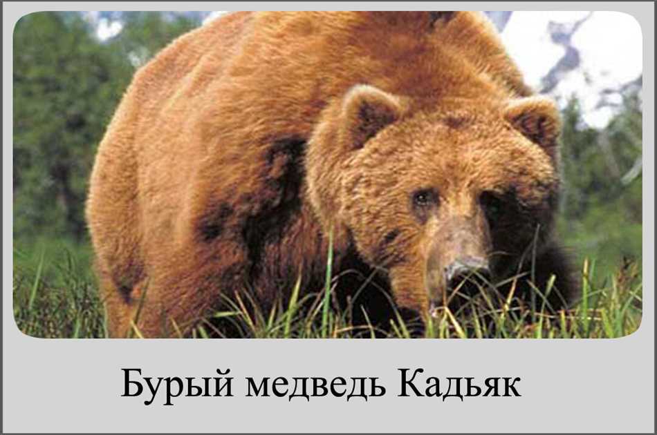 Поведение и особенности жизни бурого медведя