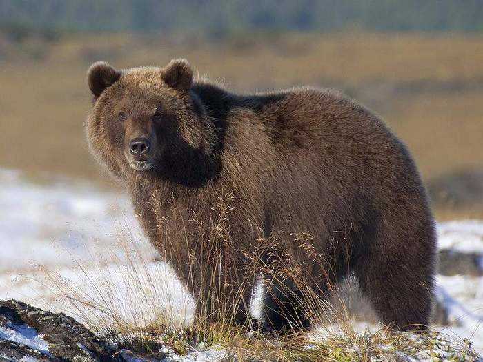 Интересные факты о буром медведе
