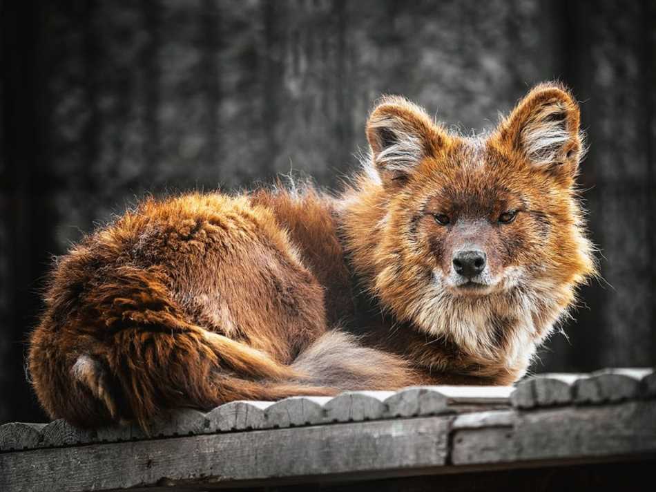 Защита красного волка и угрозы для его выживания
