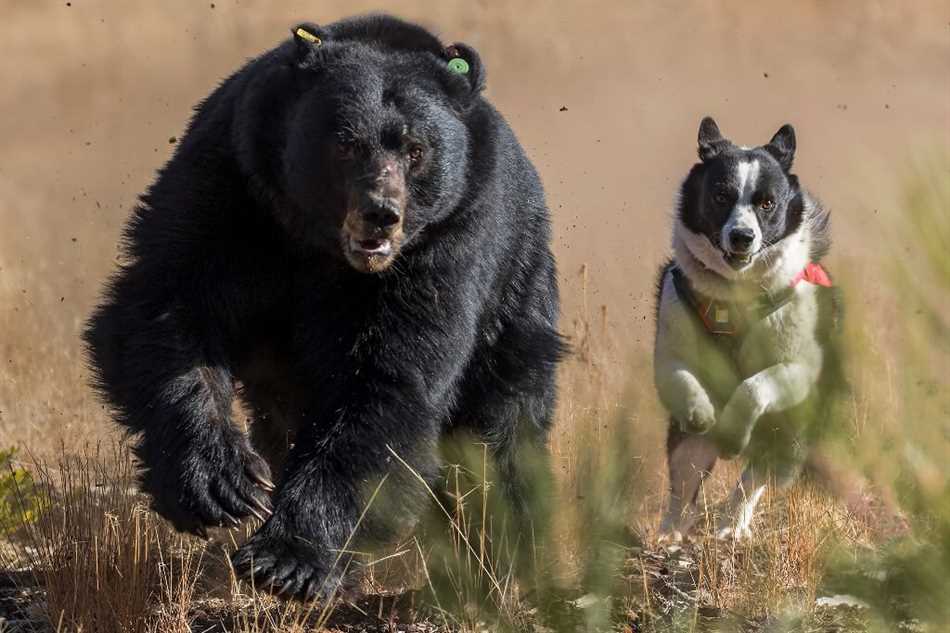 Медведь и собака: какова их взаимосвязь?