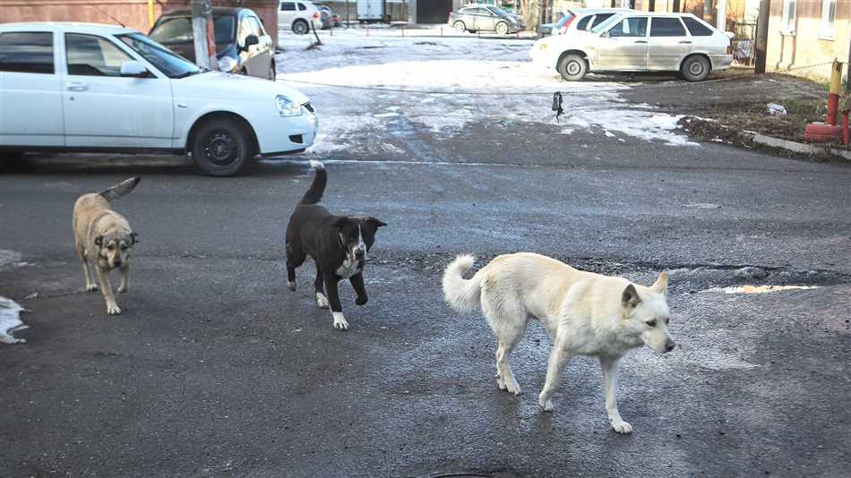 К какой компетенции относится отлов бродячих собак?