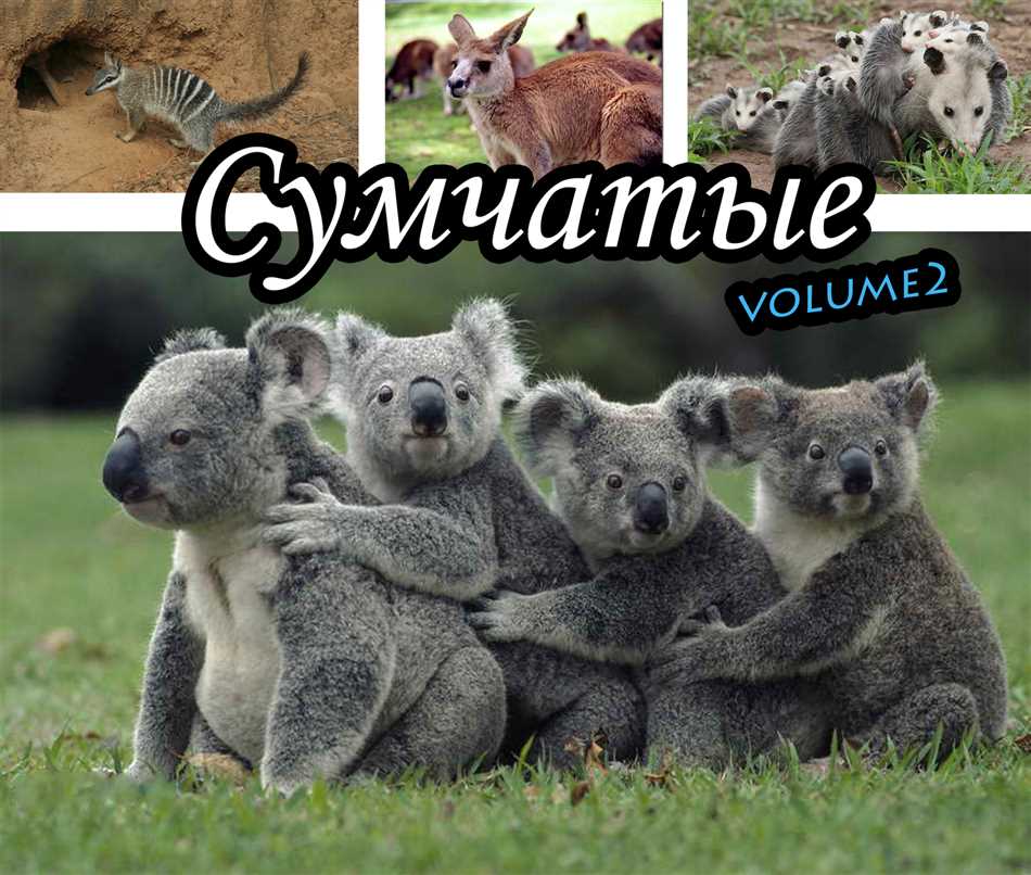 Питание и поведение сумчатых