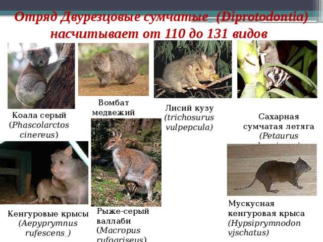 Краткая история сумчатых