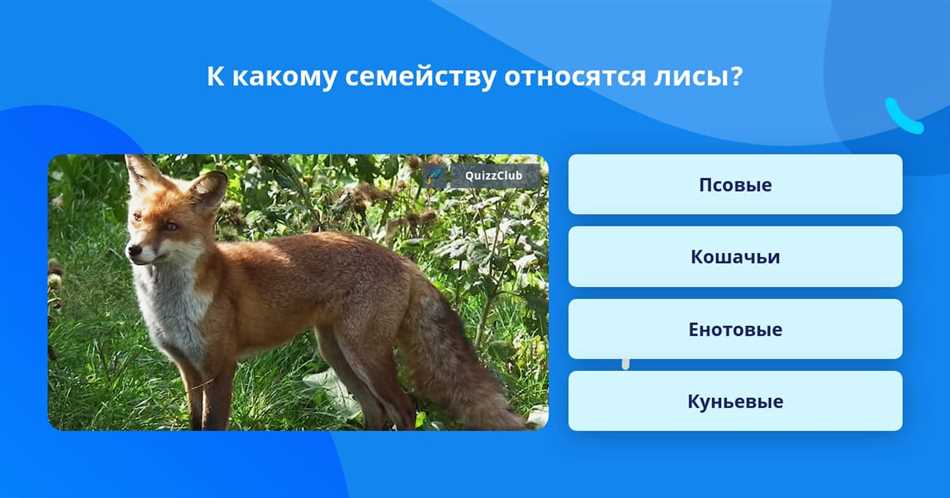 К какому подклассу относится лиса?