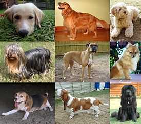 Отличительные особенности щенков группа