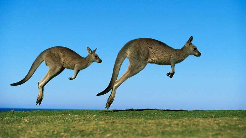 Основные виды кенгуру