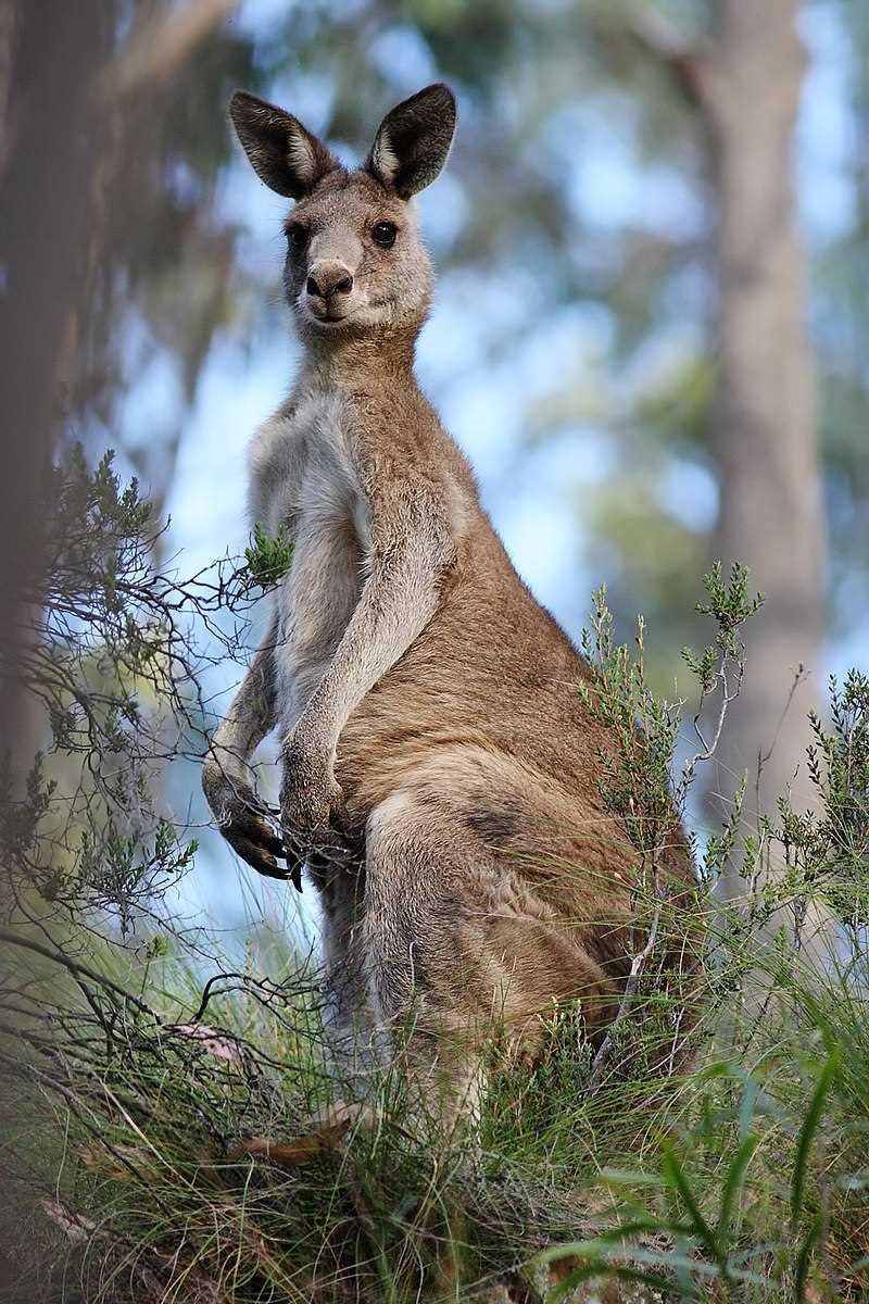 Трехпалый кенгуру