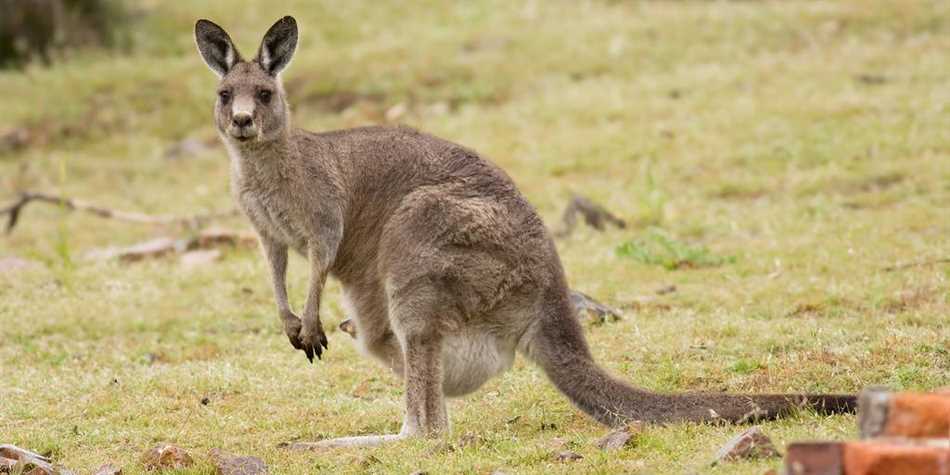К какому виду животных относится кенгуру?