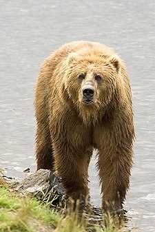 Медведь: виды и классификация животного