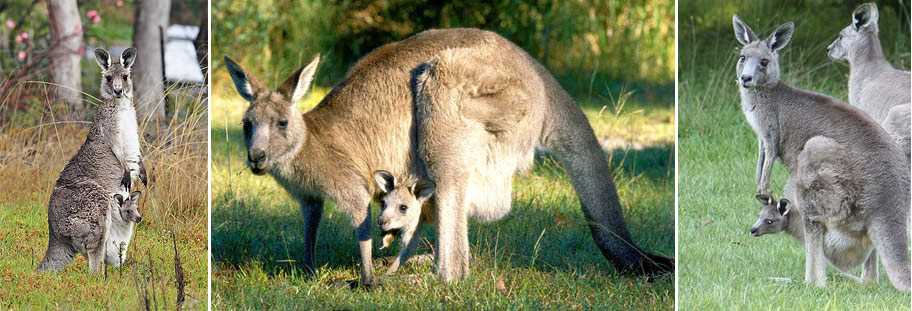 Разнообразие видов кенгуру