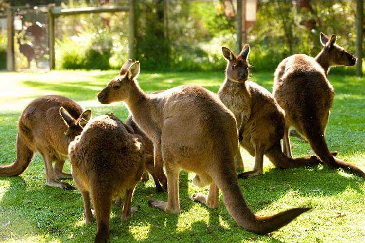 История открытия и исследования кенгуру