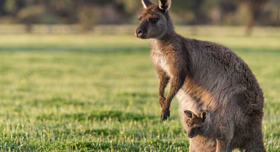 Биология и особенности кенгуру