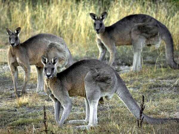 К кому относятся кенгуру?