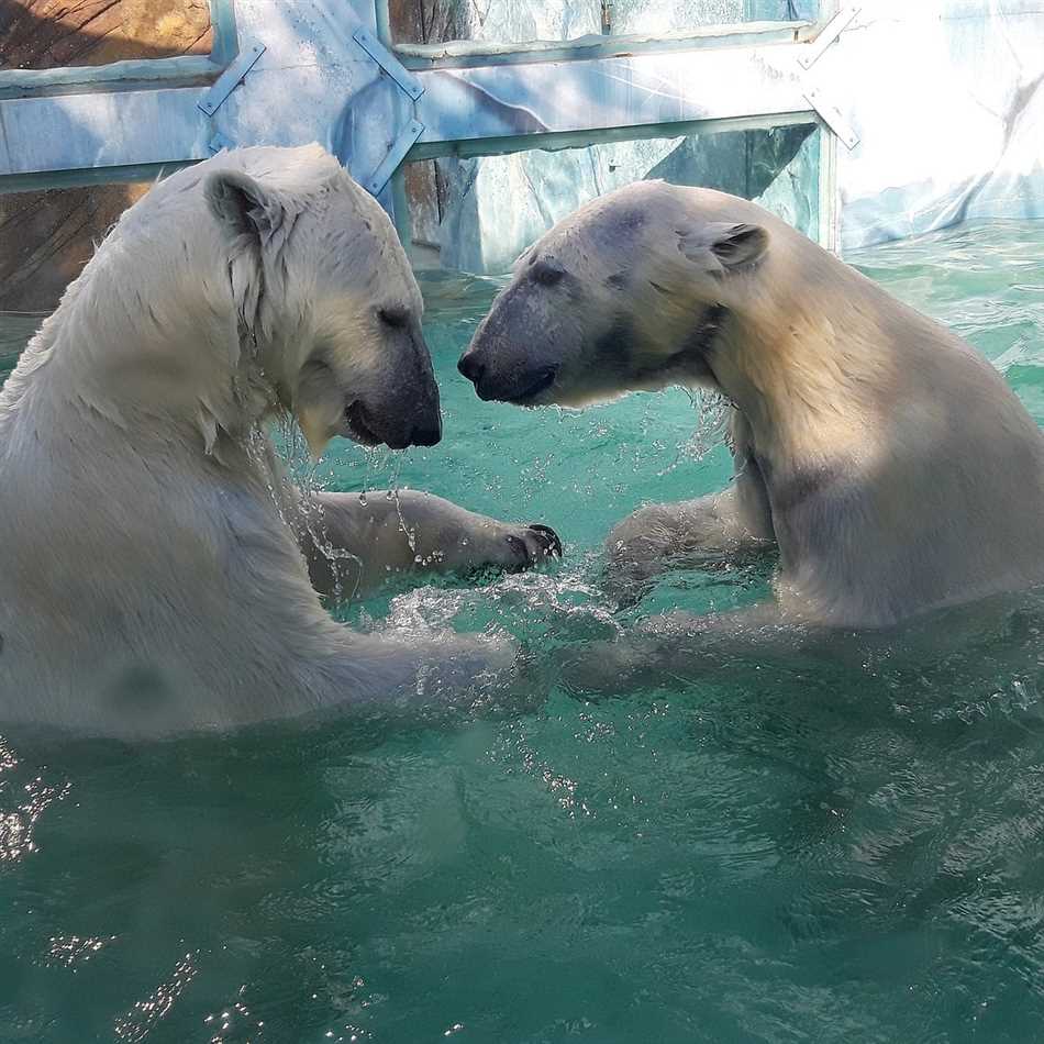 Как белые медведи дышат под водой?