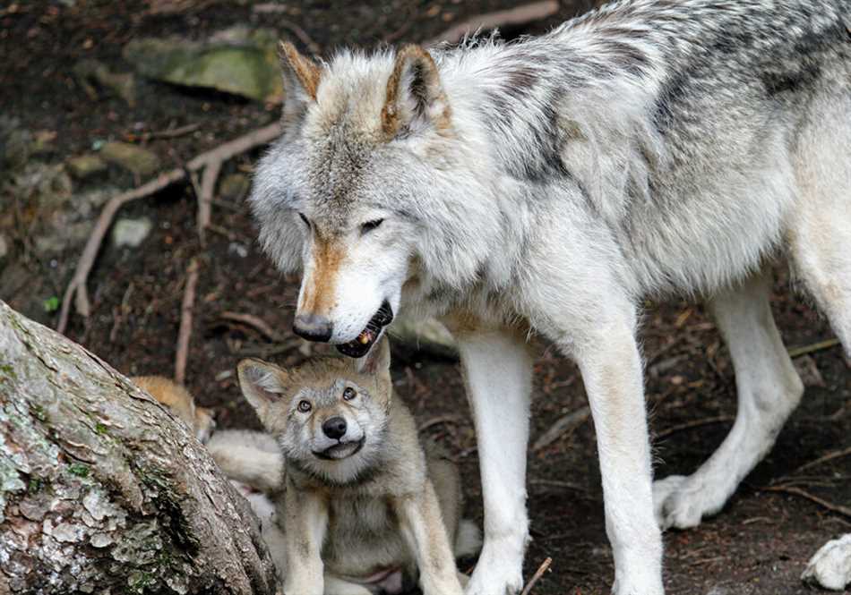 Длительность семейных отношений у волков