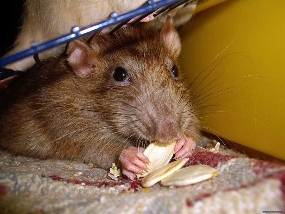 Нужно ли использовать ультразвуковые отпугиватели крыс?
