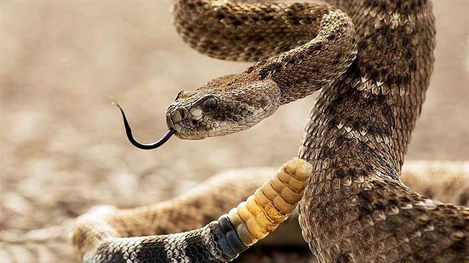 Химический состав яда гремучей змеи