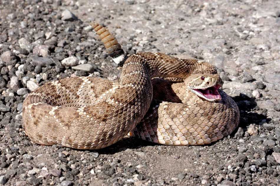 Как действует яд гремучей змеи на человека?