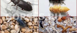 Как избавиться от жуков хрущаков в квартире