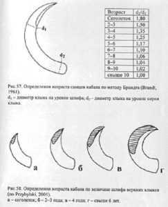 Как измерить клыки кабана?