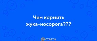 Правила кормления жука-носорога